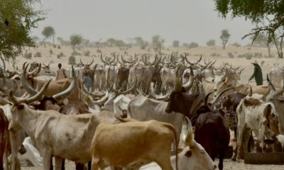 Unease as Lai Mohammed’s village serves Fulani herders with quit notice