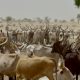Unease as Lai Mohammed’s village serves Fulani herders with quit notice