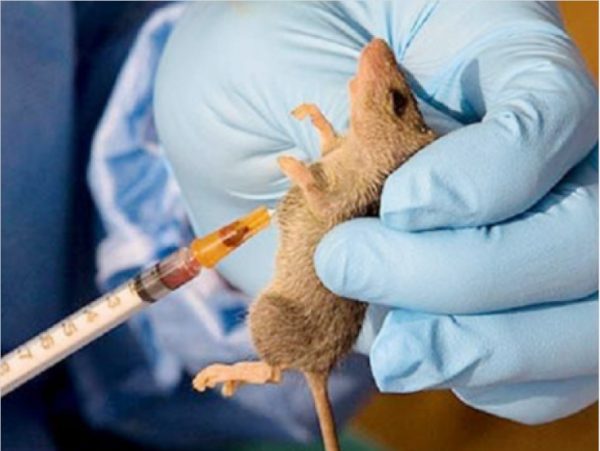 Lassa Fever killed 102 persons in 2021 - NCDC