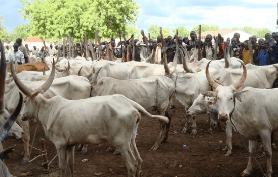 Miyetti Allah demands 30,000Sqm of land for grazing in Delta