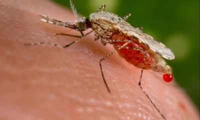 Stubborn ‘anopheles stephensi’, new malaria vector, discovered in Nigeria