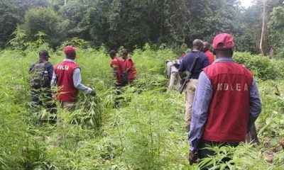 NDLEA arrests billionaire businessman over N3bn Tramadol involving Abba Kyari