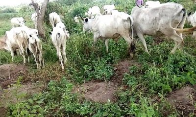 How six-year-old herder threatened 70-year-old woman with cutlass