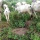 How six-year-old herder threatened 70-year-old woman with cutlass
