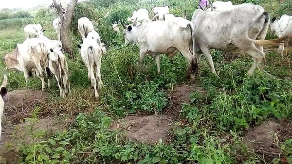 How six-year-old herder threatened 70-year-old woman with cutlass