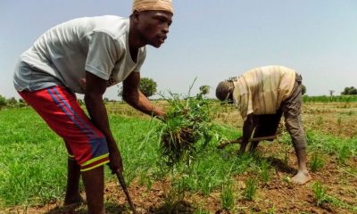 Kano rice farmers celebrate bumper harvest despite little rainfall