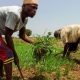 Kano rice farmers celebrate bumper harvest despite little rainfall
