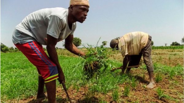 Kano rice farmers celebrate bumper harvest despite little rainfall